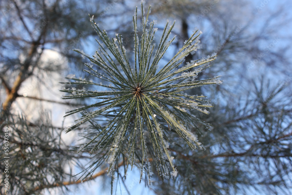 long green pine needles covered with fluffy snow