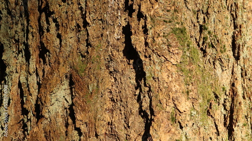 Tree Bark Texture