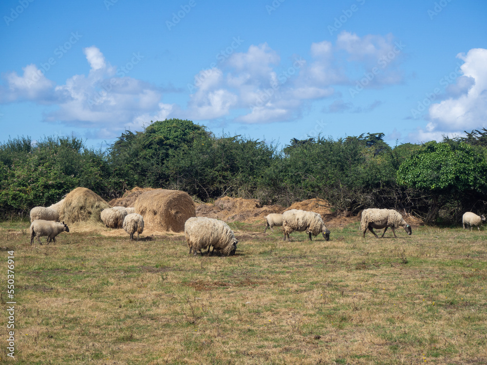 Obraz premium Moutons, Île d'Yeu, Vendée, Pays de la Loire, France 