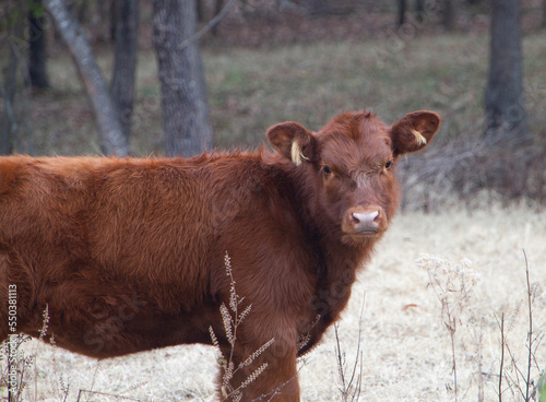 Red Angus Beef calf portrait photo