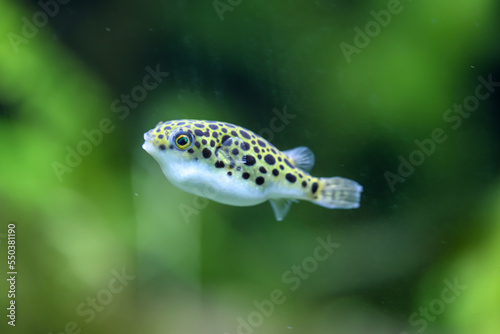 Ein kleiner Süßwasser Kugelfisch im Aquarium.
Sie ernähren sich von Schnecken. Leopardkugelfisch, Tetraodon schoutedeni