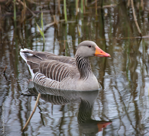 Eine Graugans an einem Teich in einem Dorf. photo