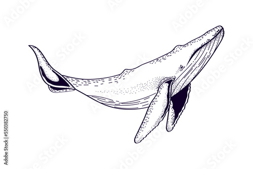 whale sea icon