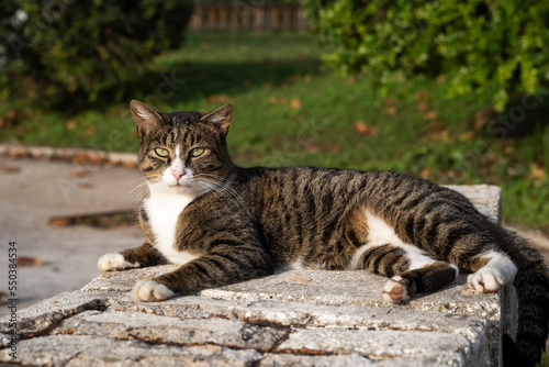 A beautiful white-brown street cat lies on the stone floor. Stray stray cats on the street of the city. Pets on the street. A street cat.