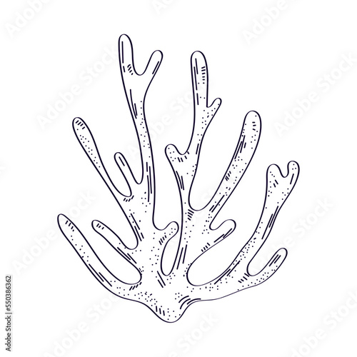 coral sea icon