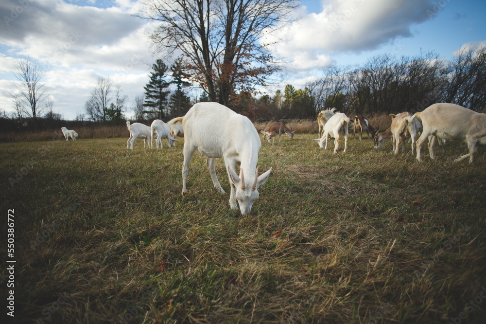 Saanan and Alpine dairy goats on a small farm in Ontario, Canada. Saanan and Alpine dairy goats on a small farm in Ontario, Canada.