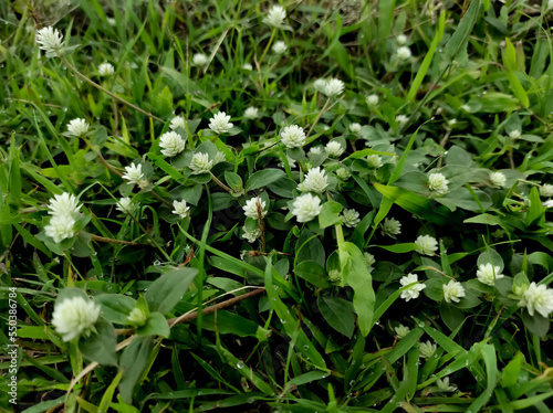 White flower of wild grass