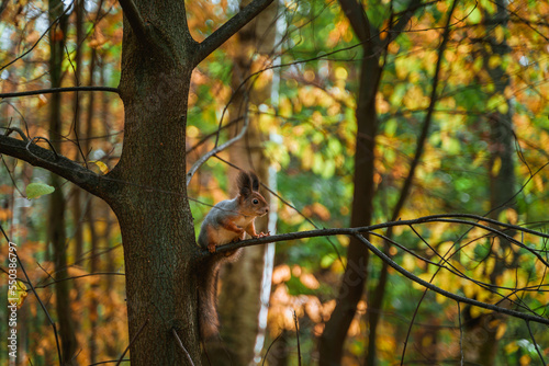 Squirrel on a tree branch in the autumn forest