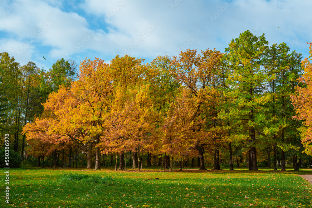 Colorful landscape of the autumn forest park