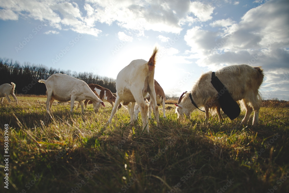 Fototapeta premium Saanan and Alpine dairy goats on a small farm in Ontario, Canada.