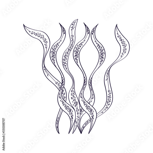 seaweed sea icon