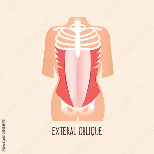 External obliques, abdominal muscles vector illustration. 