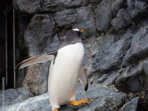penguin on the rocks