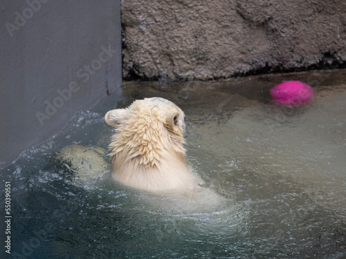 polar bear swimming in the water