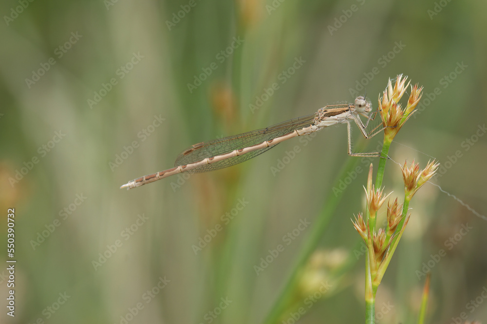 Closeup on a female Common winter damselfly, Sympecma fusca