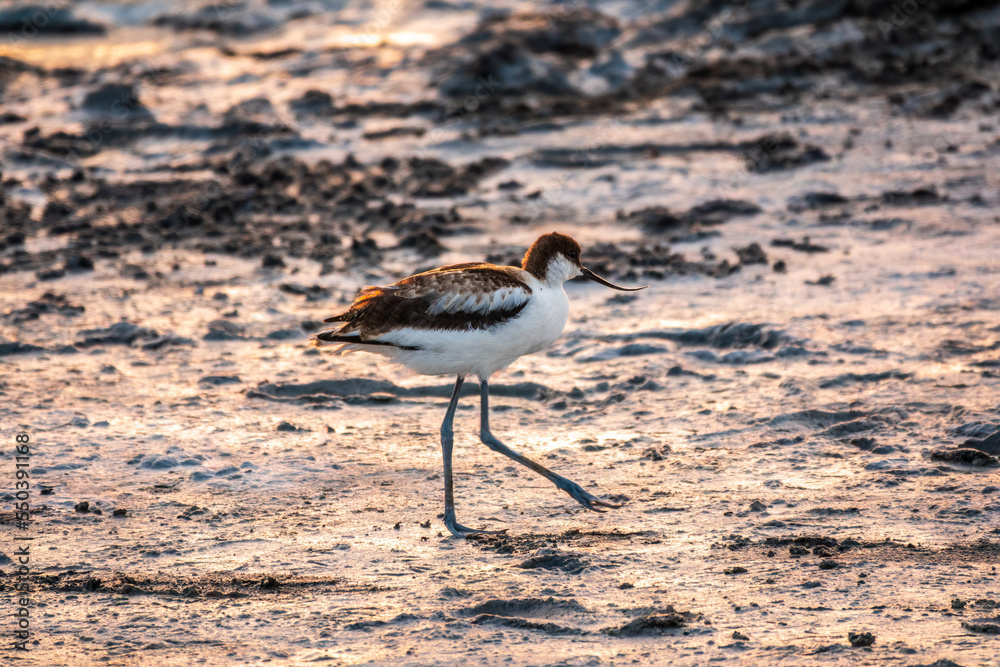 Water bird pied avocet, Recurvirostra avosetta, standing on salt lake shore in pink sunset light. The pied avocet is a large black and white wader with long, upturned beak Water bird pied avocet, Recurvirostra avosetta, standing on salt lake shore in pink sunset light. The pied avocet is a large black and white wader with long, upturned beak