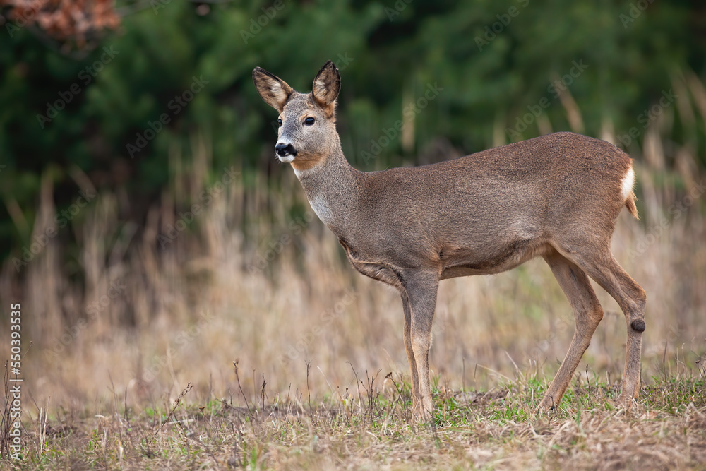 Roe deer, capreolus capreolus, observing on dry grassland in autumn nature. Female mammal looking on pasture in fall. Doe watching on field from side.