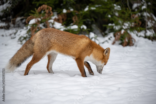 red fox in the snow forest background
