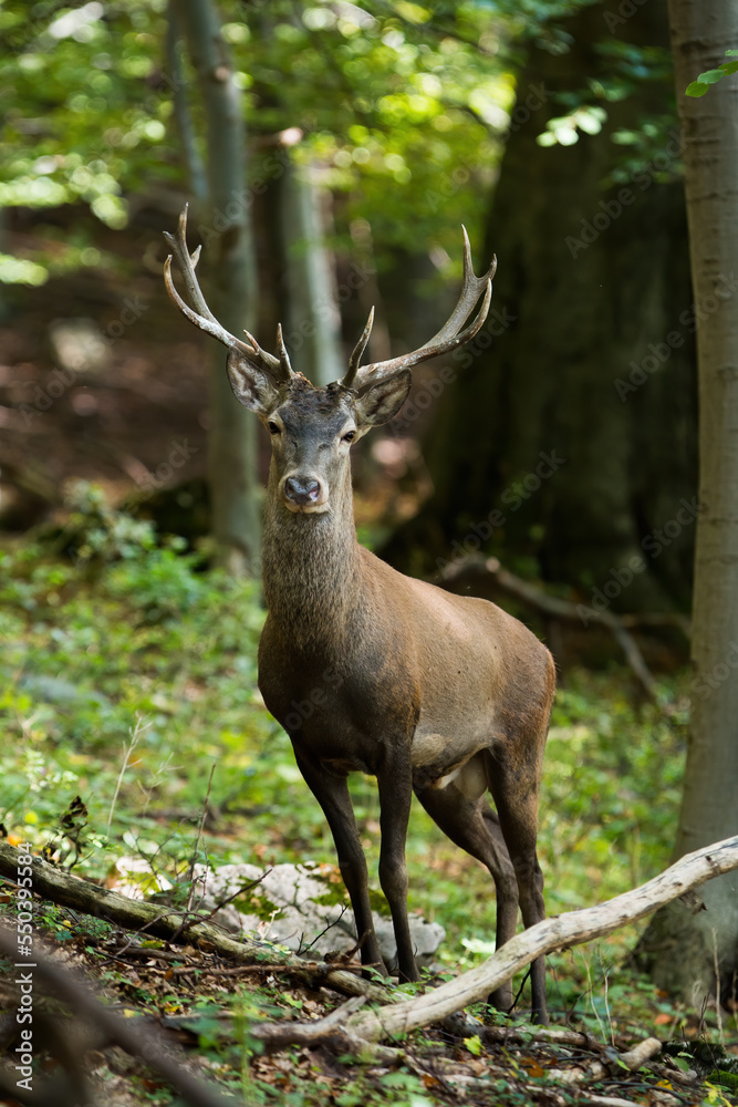 Red deer, cervus elaphus, looking to the camera in forest in vertical shot. Stag standing in fresh woodland in summer. Antlered mammal staring in green wilderness.