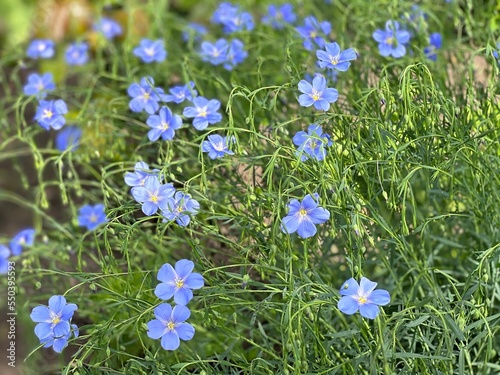 Blue flowers of Lewis flax, Linum lewisii. Beautiful blue flax flowers. Flax blossoms.  Field of many flowering plants linum usitatissimum. Linum blooms. photo
