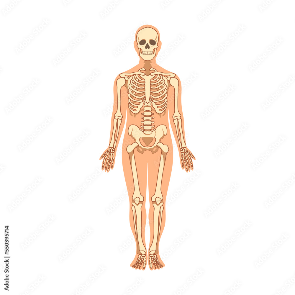 Muscles and bones in human body vector illustration. Cartoon man with anatomy structure isolated on white background Muscles and bones in human body vector illustration. Cartoon man with anatomy structure isolated on white background