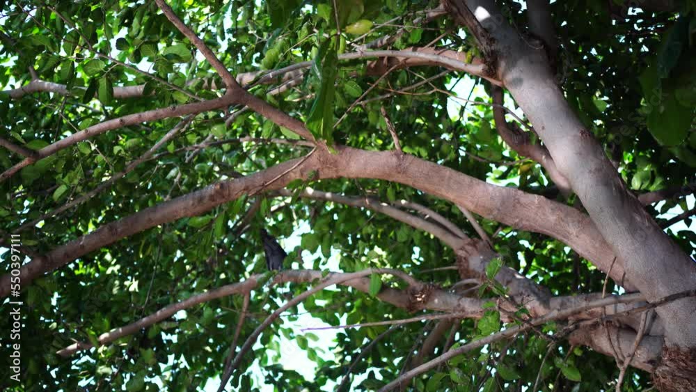 serene peaceful image of water reflecting light rays on the green leafy canopy of a tree with a pigeon sitting on it serene peaceful image of water reflecting light rays on the green leafy canopy of a tree with a pigeon sitting on it