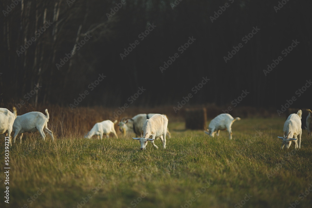 Saanan and Alpine dairy goats on a small farm in Ontario, Canada. Saanan and Alpine dairy goats on a small farm in Ontario, Canada.