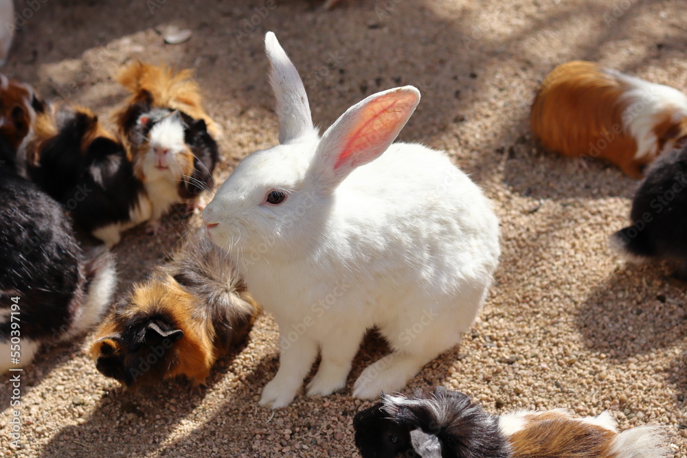 A small white rabbit in the middle of guinea pigs A small white rabbit in the middle of guinea pigs