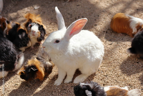A small white rabbit in the middle of guinea pigs © Fabbox