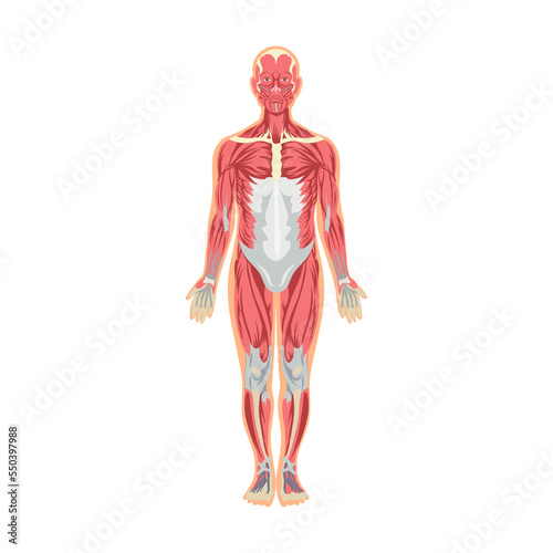 Muscles system in human body vector illustration. Cartoon man with anatomy structure isolated on white background