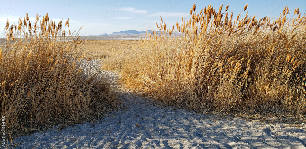 Fototapeta premium Beach Reeds