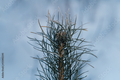 One pine branch with frosty white frost on a snowy background. High quality photo