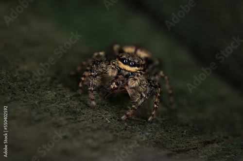 Beautiful jumping spider (Marpissa muscosa) - dark background - Schorsmarpissa