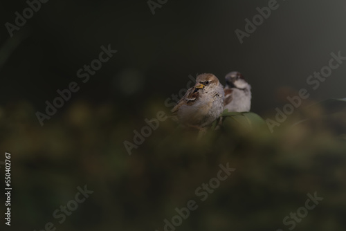 Close-up of a House sparrow with dark background