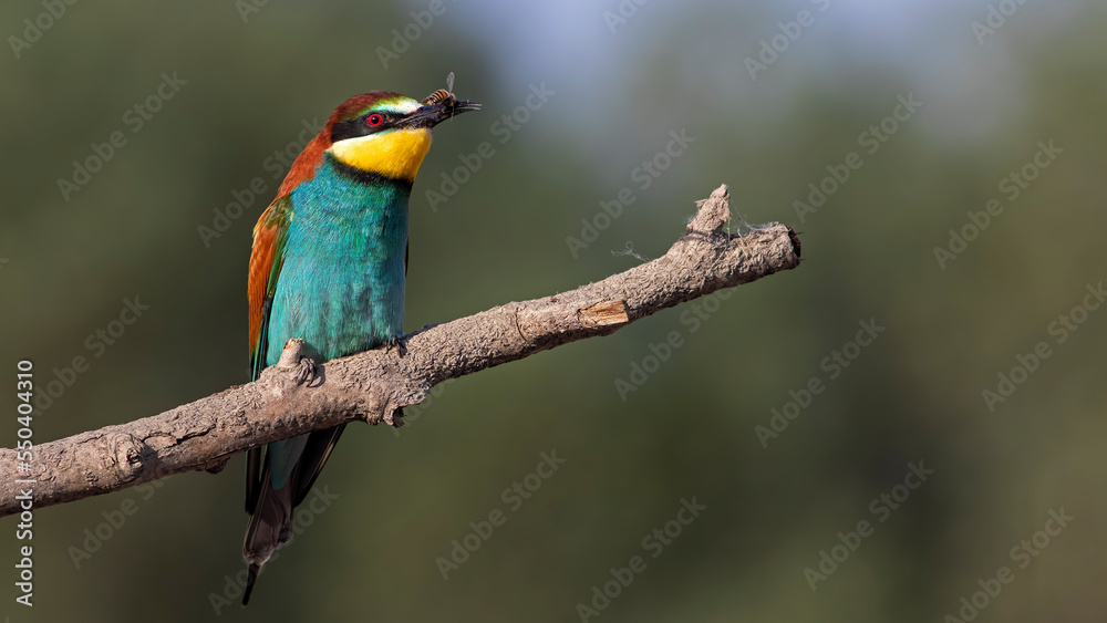 Beautiful and colourfull bee eater birds i took in Ankara