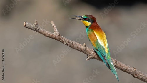 Beautiful and colourfull bee eater birds i took in Ankara