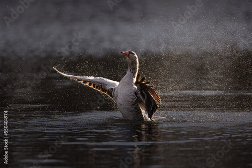 фотографія The greylag goose spreading its wings on water