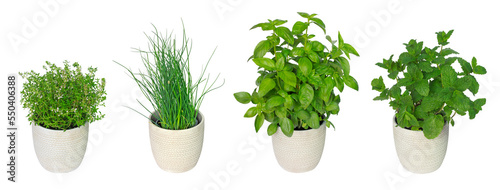 Plantes aromatiques en pots photo