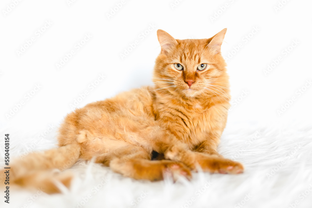 Naklejka premium Red kitten lies on white fur. White background