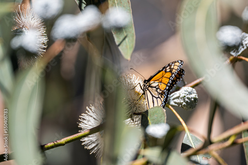 Monarch Butterflies migrate south throughout California in winter.