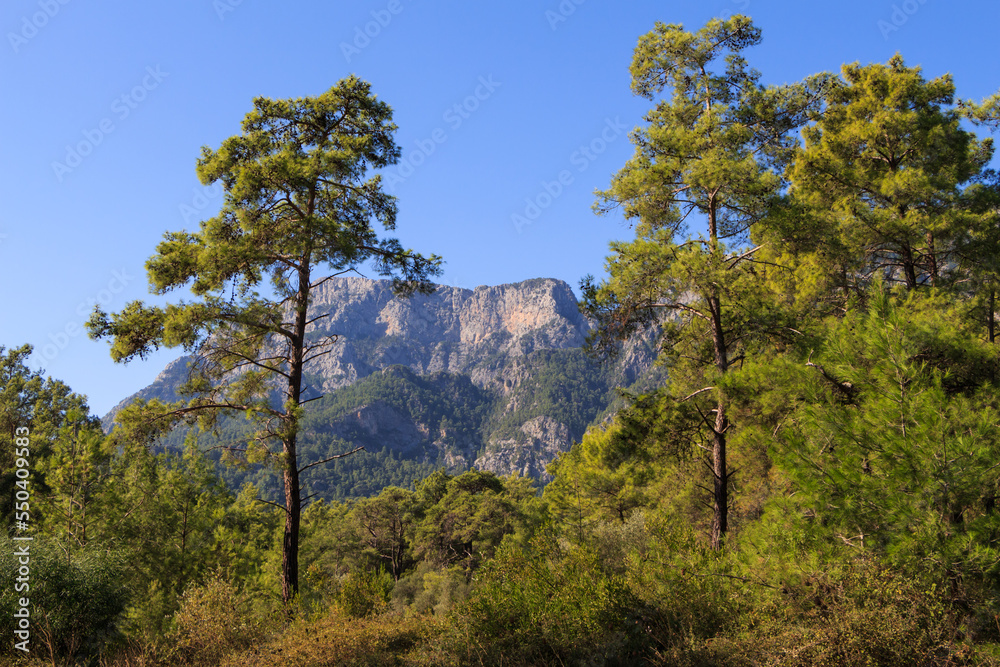 Fototapeta premium Pine trees in the forest against the backdrop of mountains