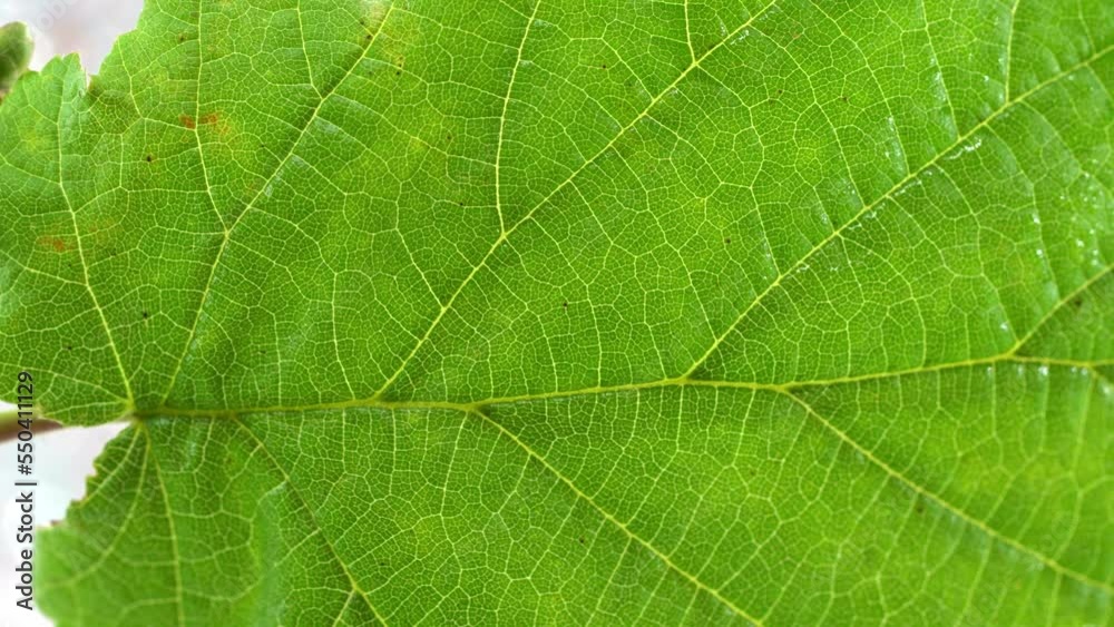 Leaf of a deciduous tree Leaf of a deciduous tree