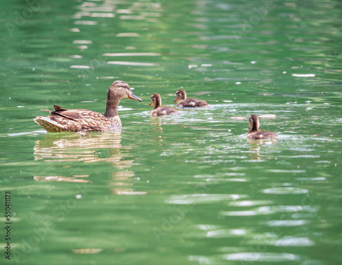 Mama duck with ducklings swimming on the water of a lake in Bucharest