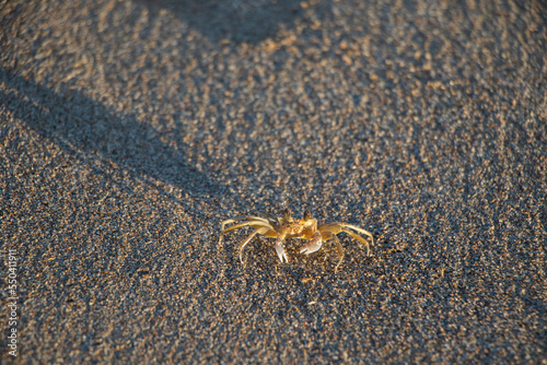 Species of crab known on the coast of Brazil as Maria Farinha.