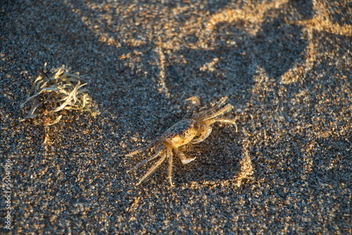 Species of crab known on the coast of Brazil as Maria Farinha.