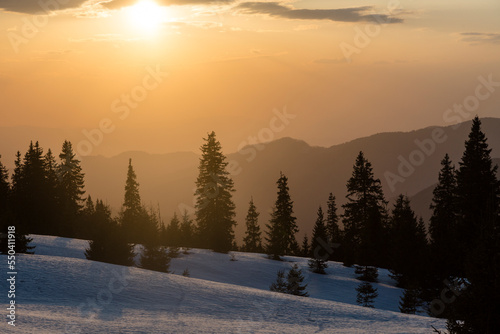 Winter mountain landscape with spruce trees on the evening light on the sunset. Marmarosy, The Carpathians