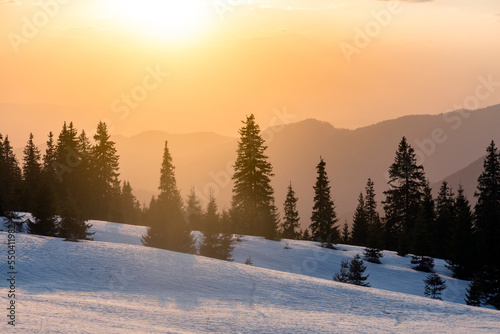 Fantastic evening winter landscape with spruce trees on the sunset light. Marmarosy, The Carpathians
