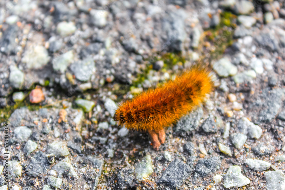 Big brown hairy fluffy caterpillar insect crawling on ground Germany. Big brown hairy fluffy caterpillar insect crawling on ground Germany.