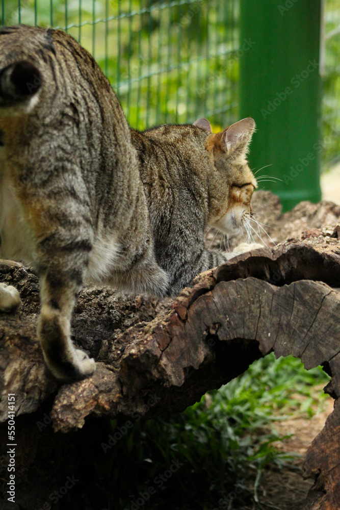cat on the tree cat on the tree