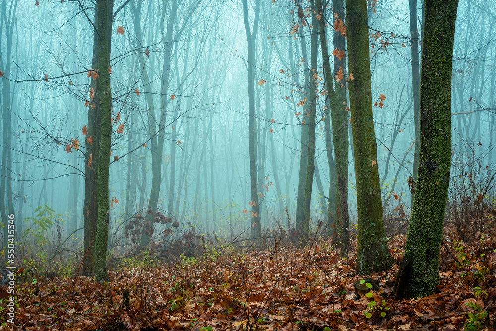 Obraz premium Foggy Dirt Road Beautiful Scene Misty dusk beech .Autumn landscape scenic view Atmospheric blue spooky Path orange foliage in fall Mystical fantasy Halloween woods birch Maple tree